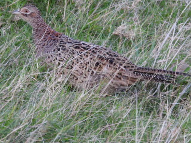 Ring-necked Pheasant - ML618014030