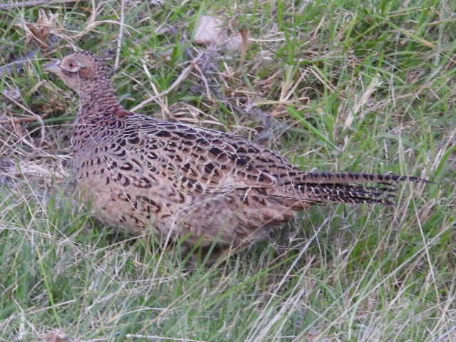Ring-necked Pheasant - ML618014031
