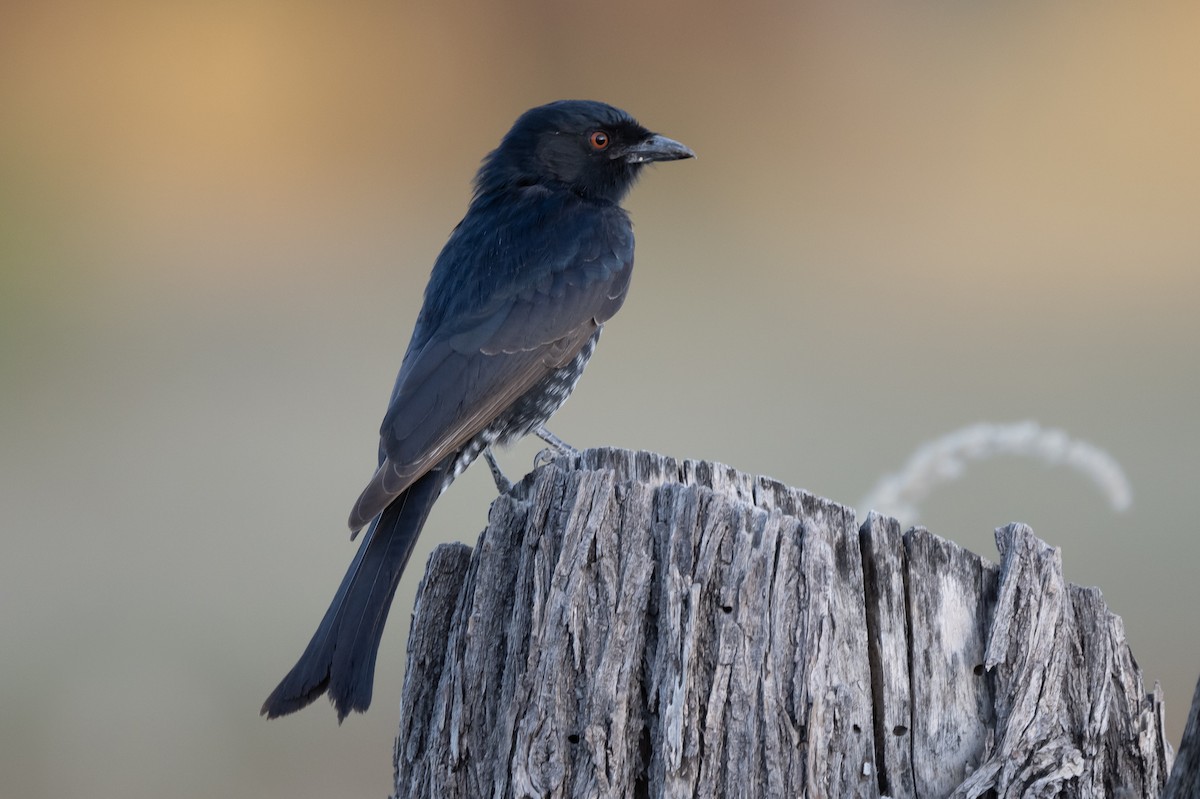 Fork-tailed Drongo - ML618014032