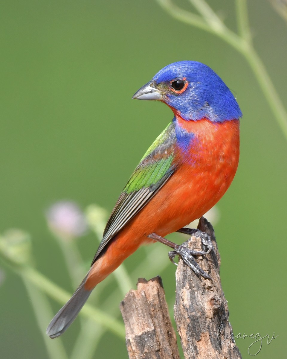 Painted Bunting - ML618014034