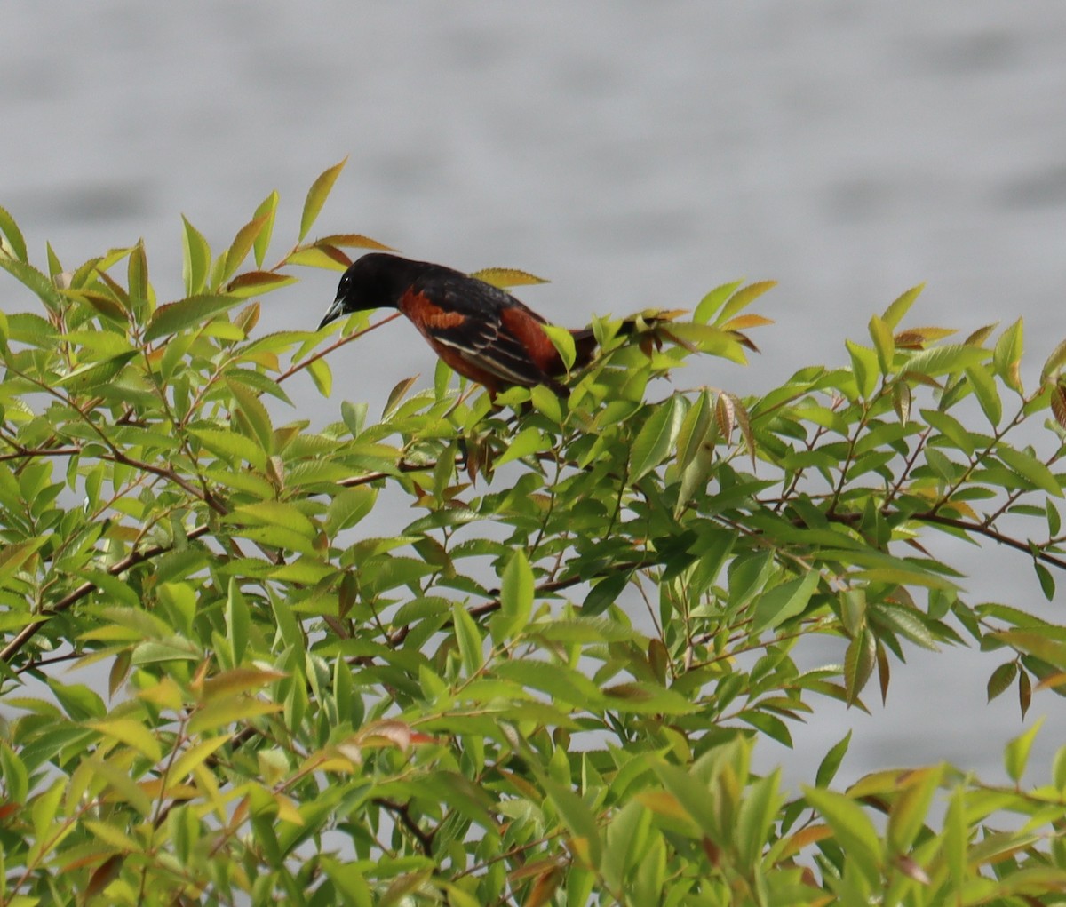 Orchard Oriole - ML618014095