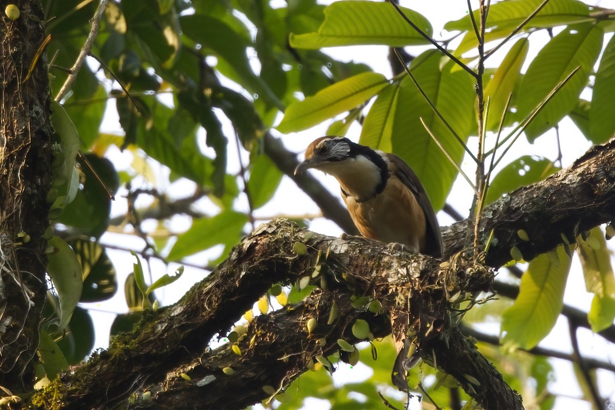 Greater Necklaced Laughingthrush - ML618014103