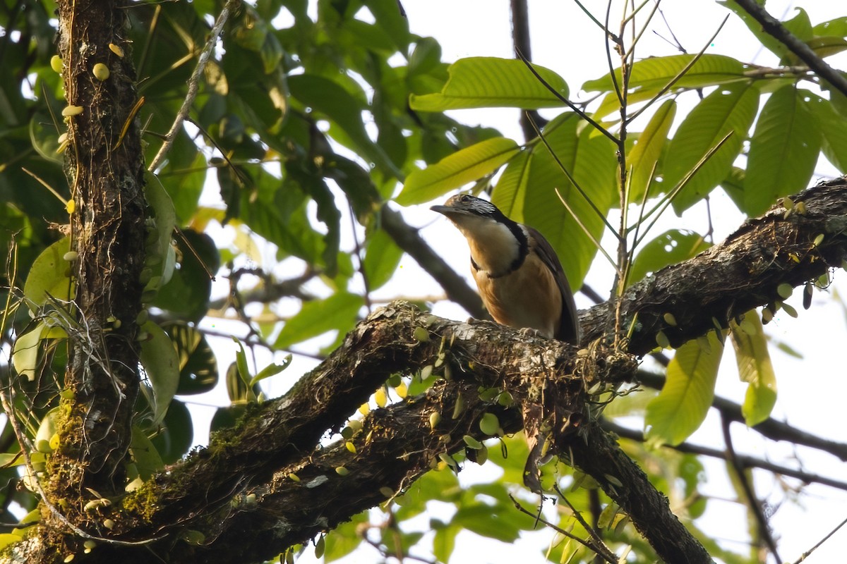 Greater Necklaced Laughingthrush - ML618014104