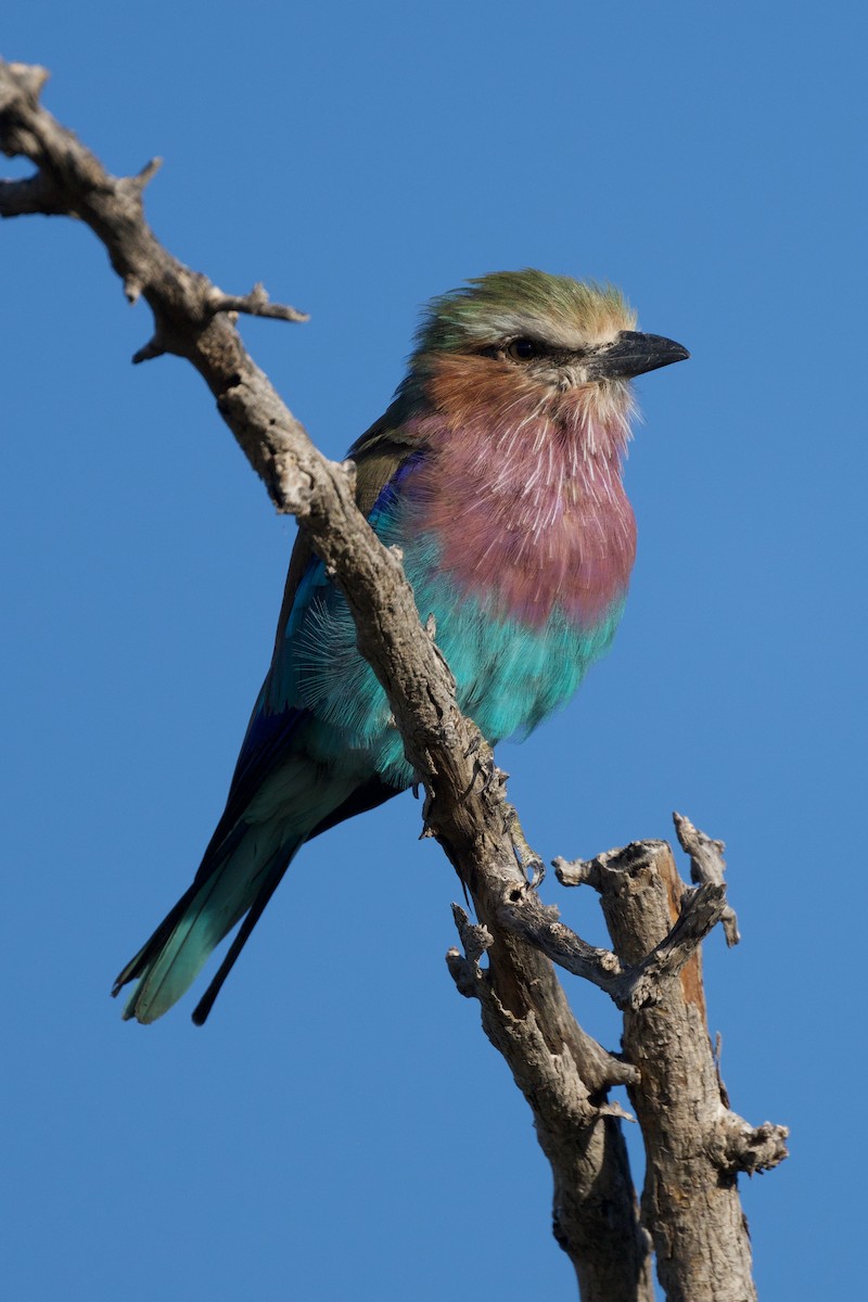 Lilac-breasted Roller - Steve Bell