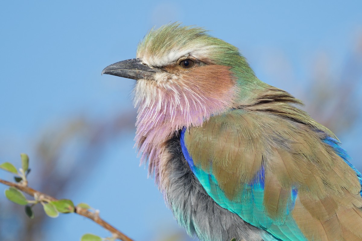 Lilac-breasted Roller - ML618014132
