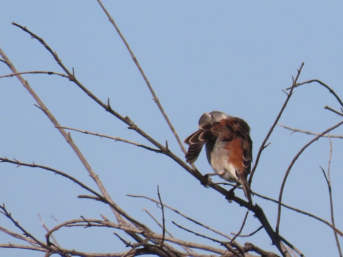 Cape Sparrow - ML618014137