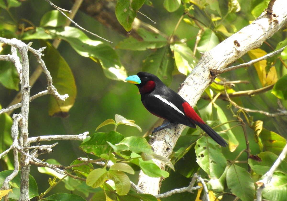 Black-and-red Broadbill - Oliver Tan