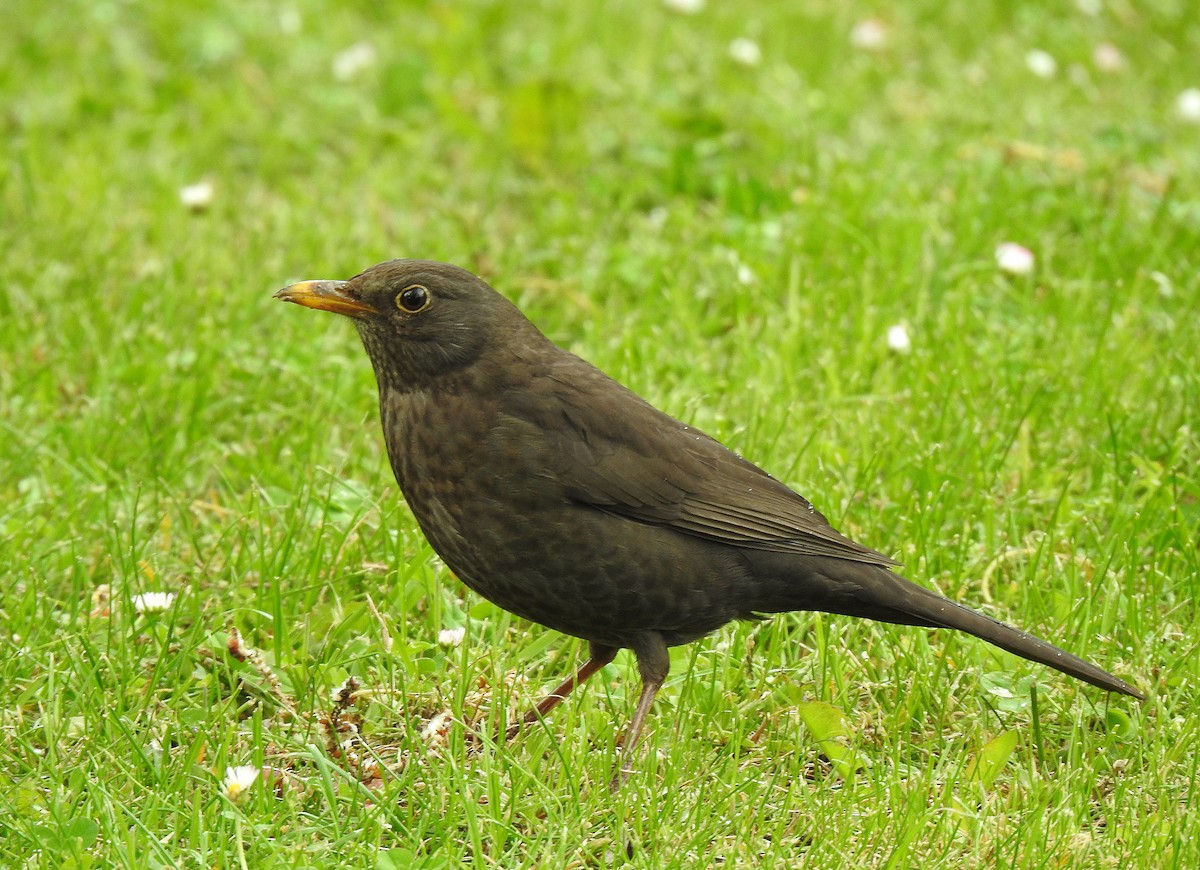 Eurasian Blackbird - ML618014158