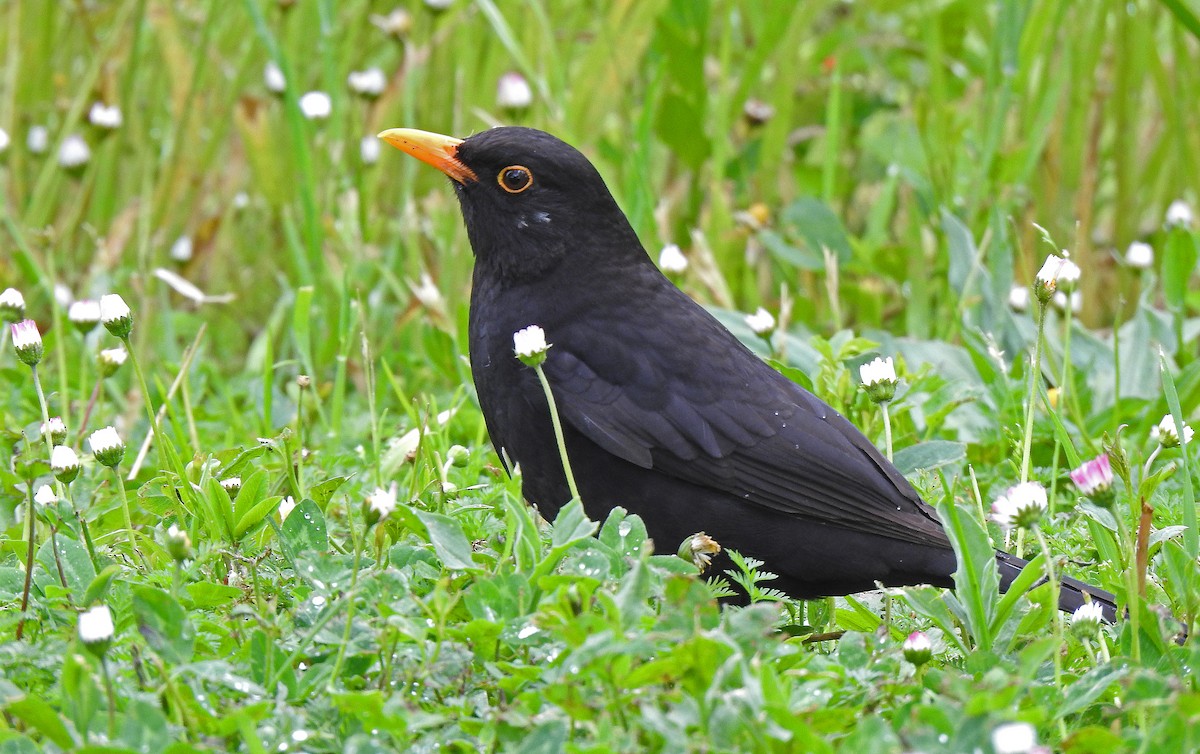 Eurasian Blackbird - ML618014159