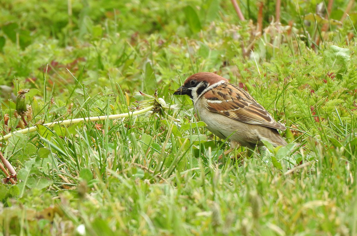 Eurasian Tree Sparrow - ML618014162