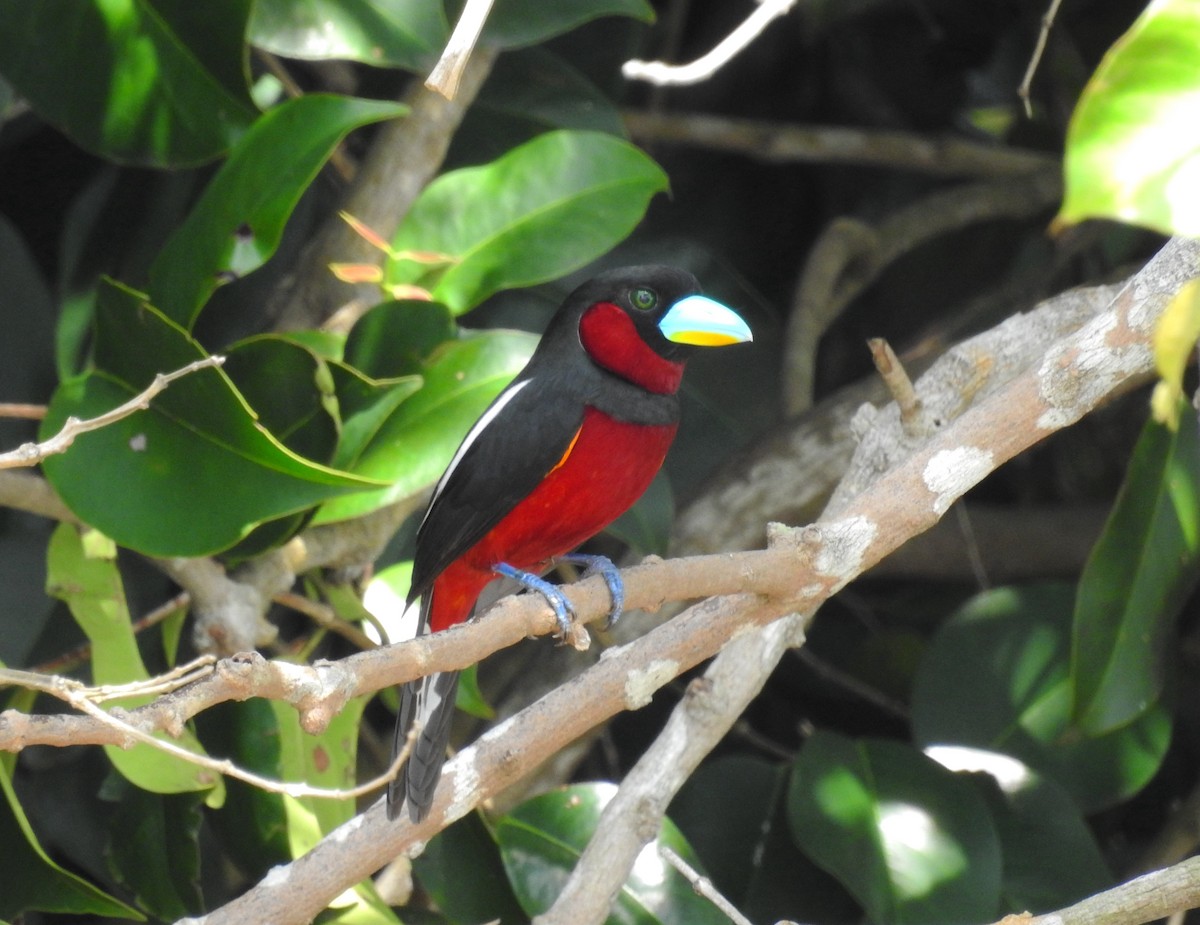 Black-and-red Broadbill - Oliver Tan