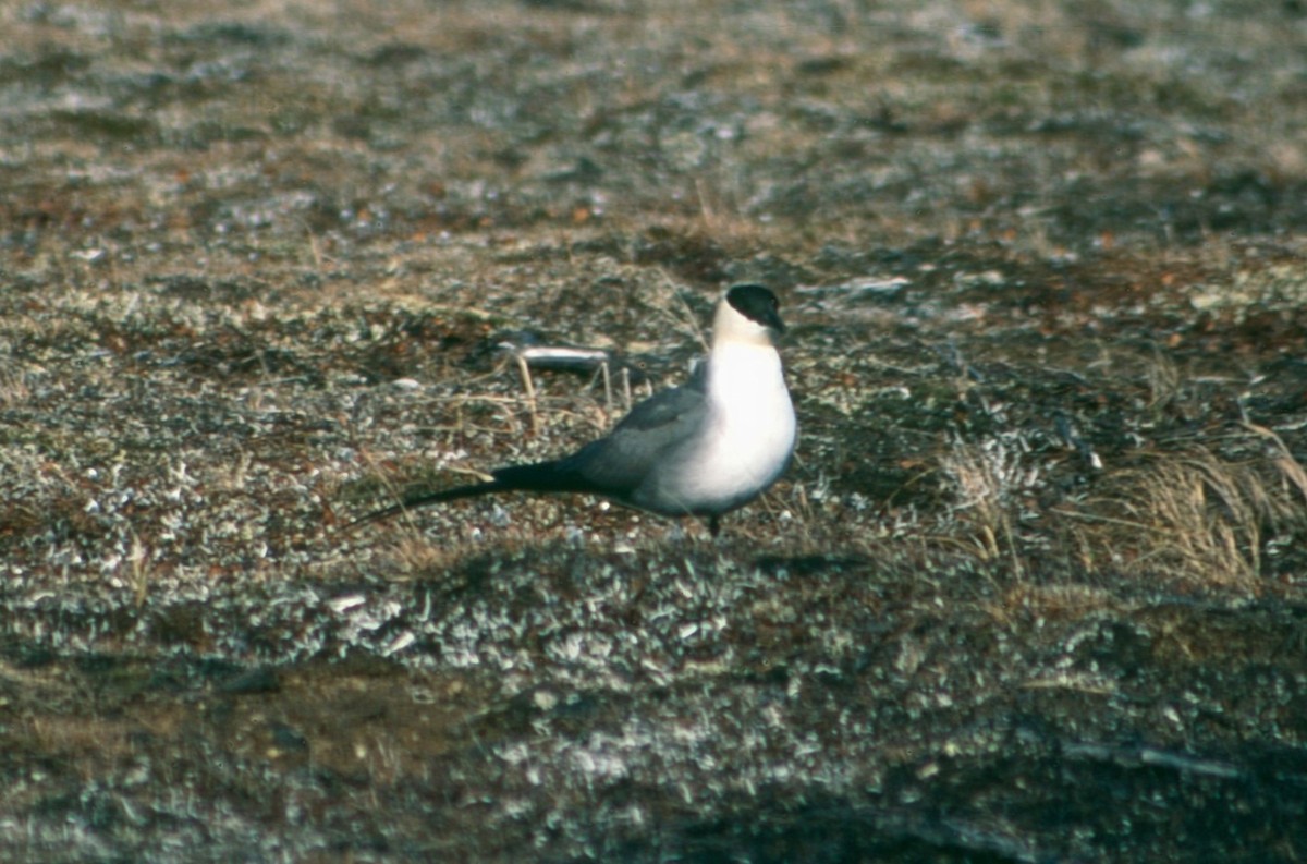 Long-tailed Jaeger - ML618014179