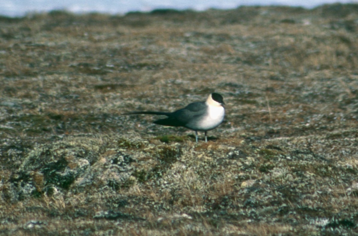 Long-tailed Jaeger - ML618014181