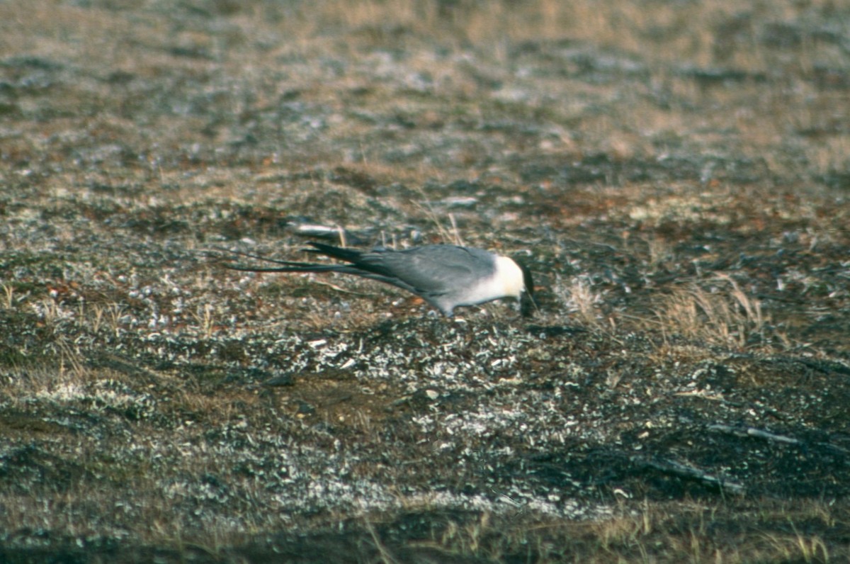 Long-tailed Jaeger - ML618014183