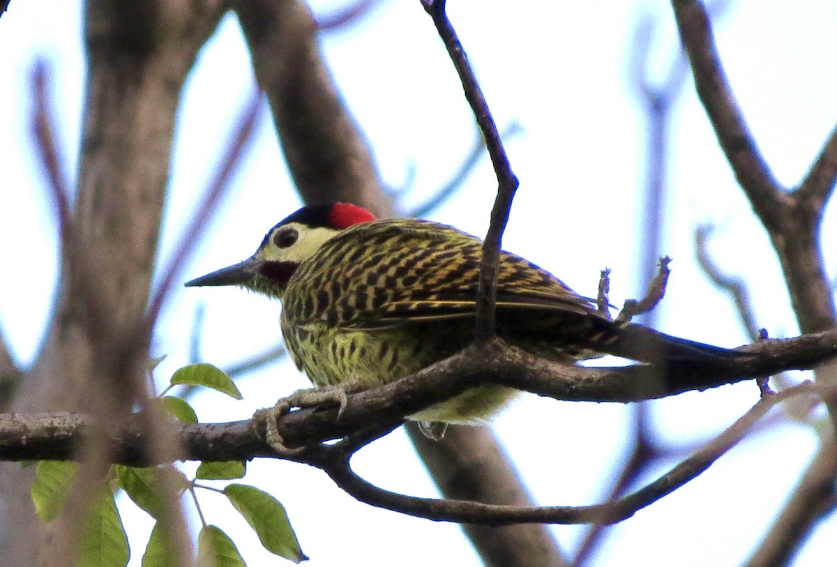 Green-barred Woodpecker - ML618014235