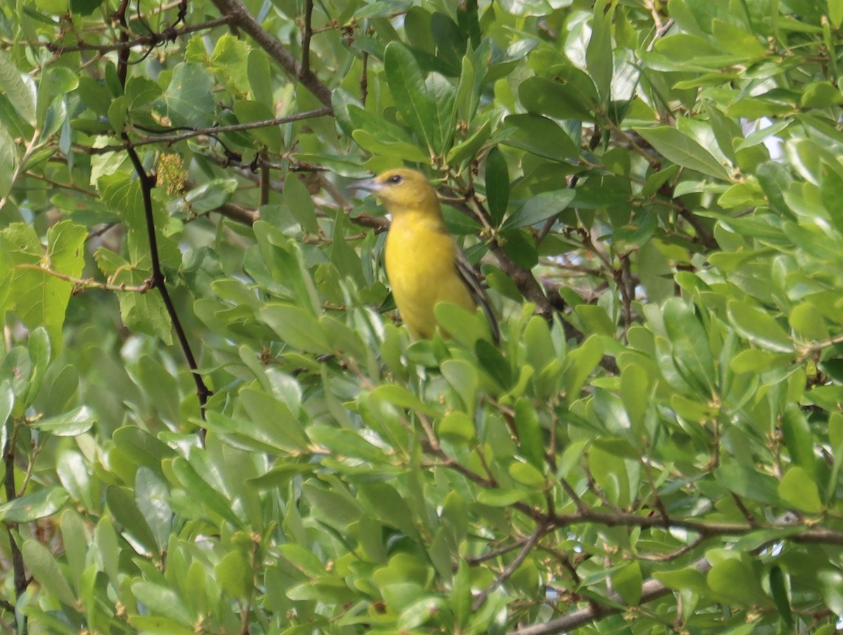 Orchard Oriole - ML618014258