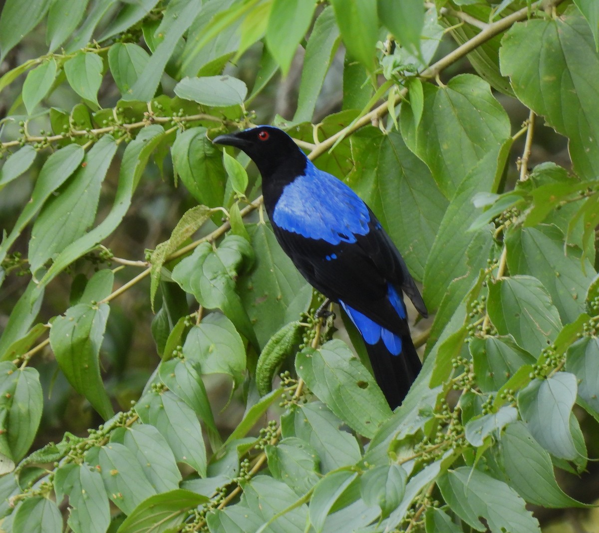 Asian Fairy-bluebird - Sahana M
