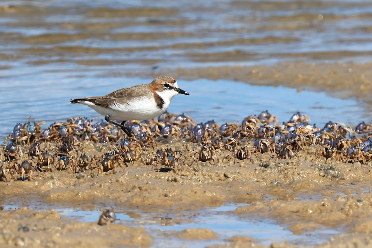 Red-capped Plover - ML618014267