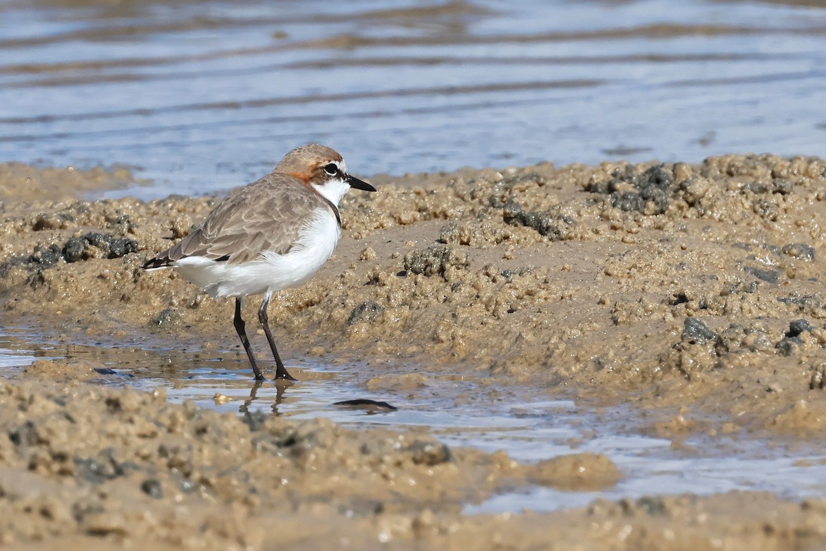 Red-capped Plover - ML618014268