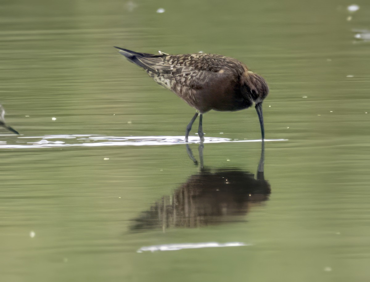 Curlew Sandpiper - omer shechter