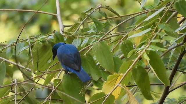Asian Fairy-bluebird - ML618014272