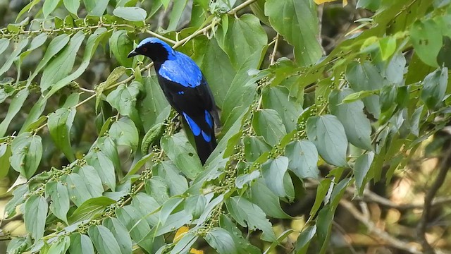 Asian Fairy-bluebird - ML618014278
