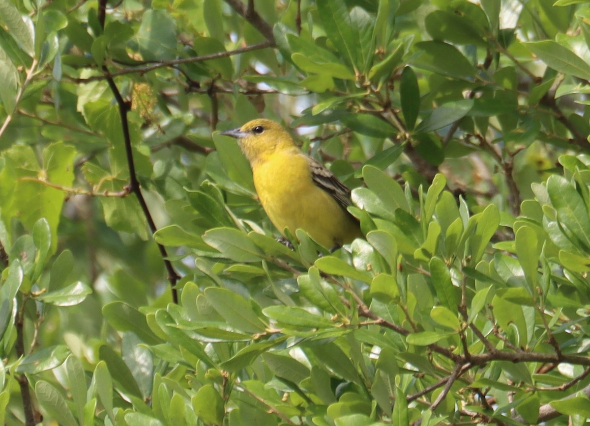Orchard Oriole - ML618014285