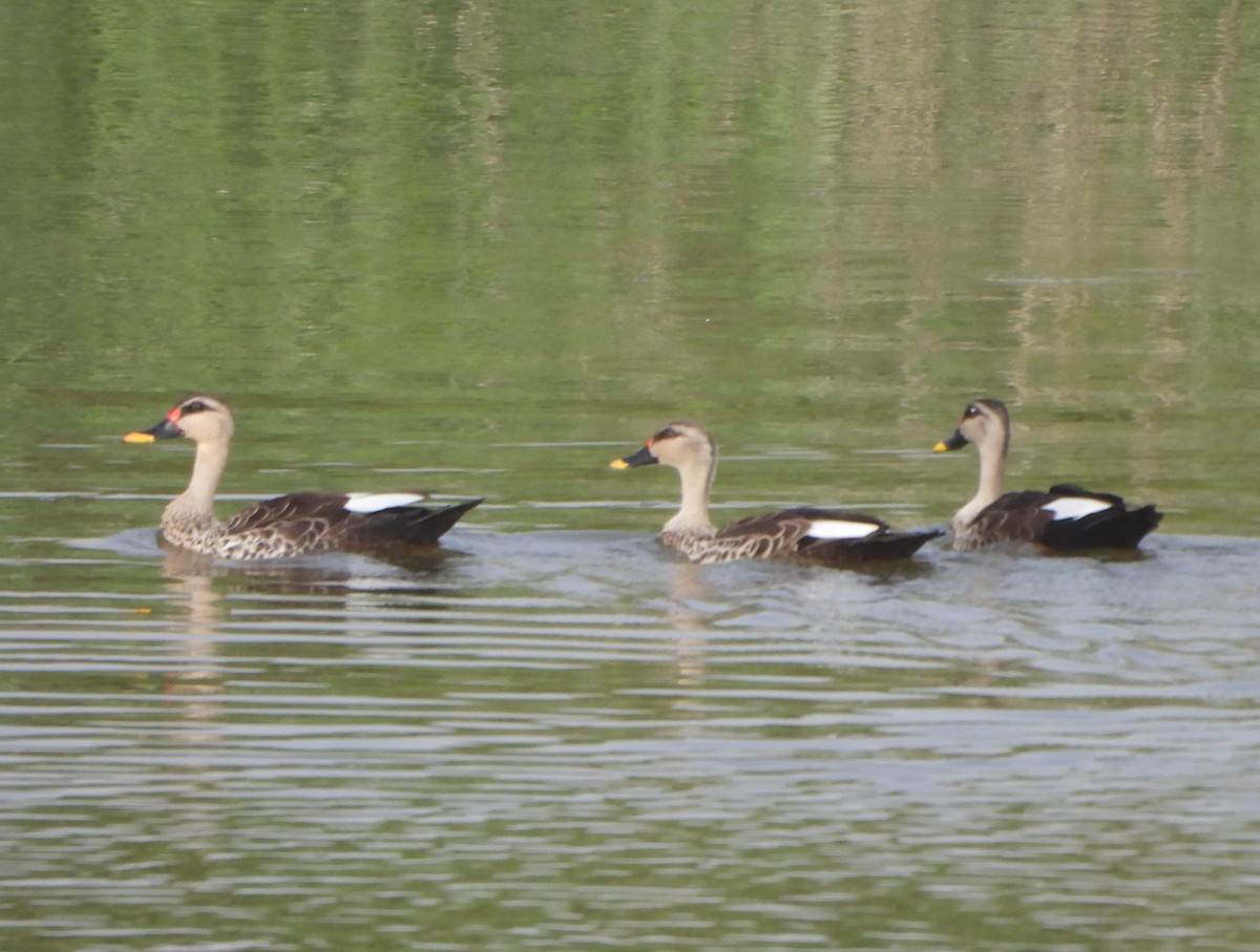 Indian Spot-billed Duck - ML618014295