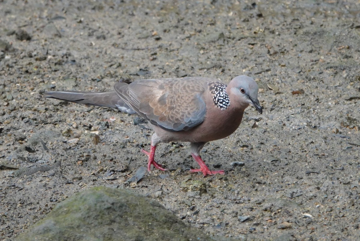 Spotted Dove - ML618014304