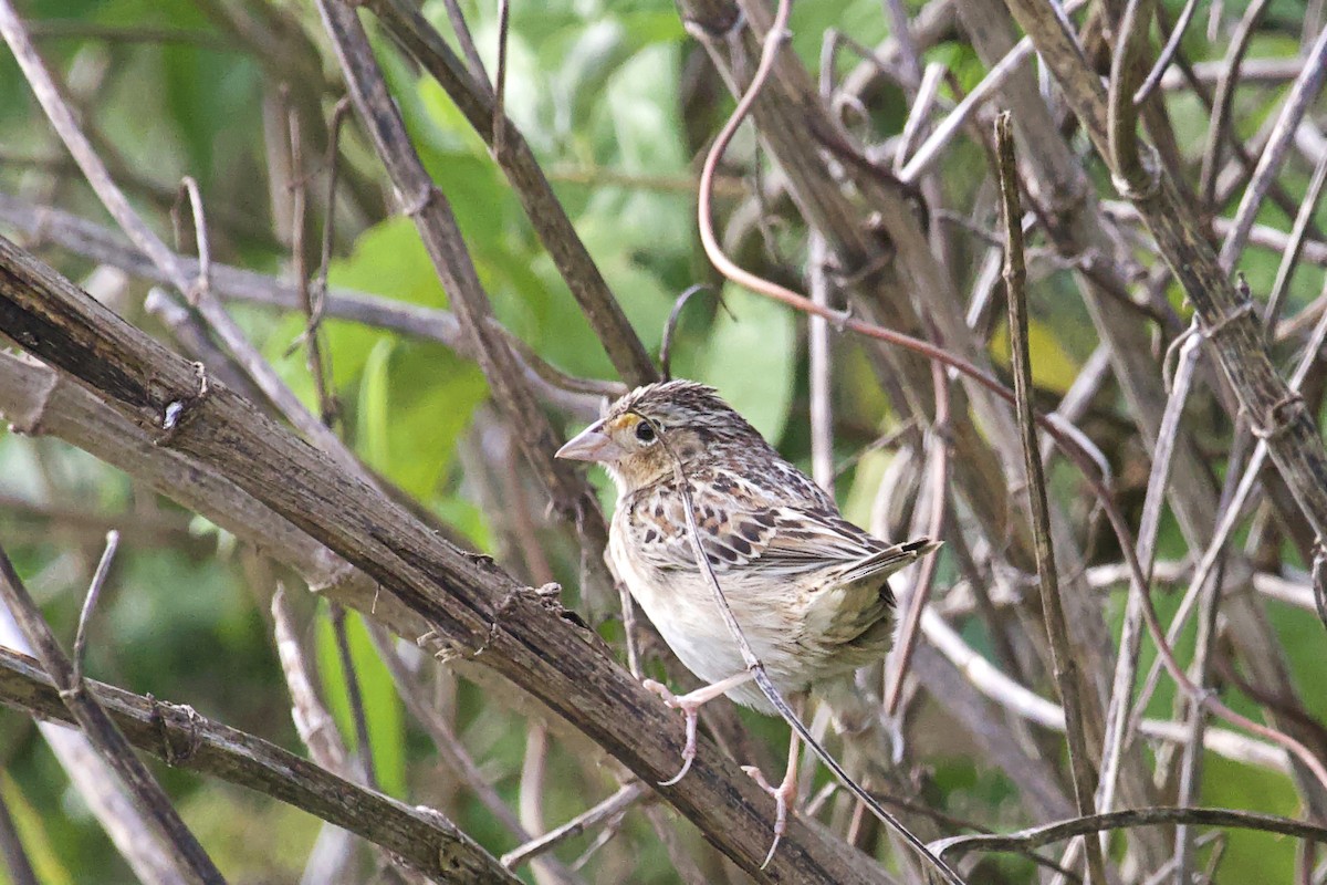 Grasshopper Sparrow - Tibbett Speer