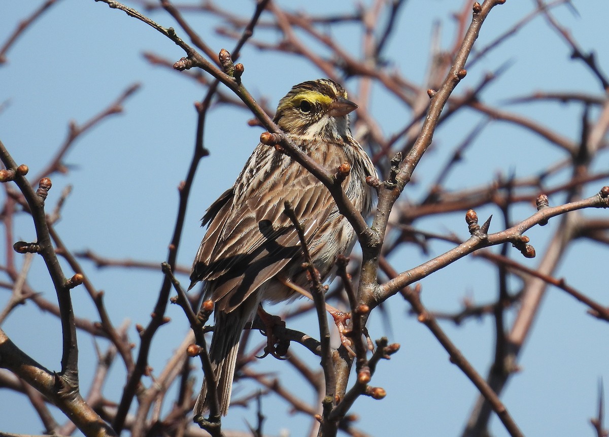 Savannah Sparrow (Savannah) - ML618014338