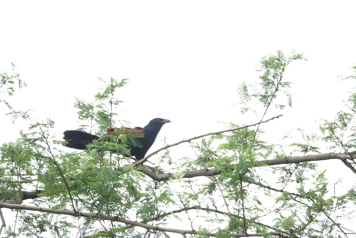 Greater Coucal - ML618014342