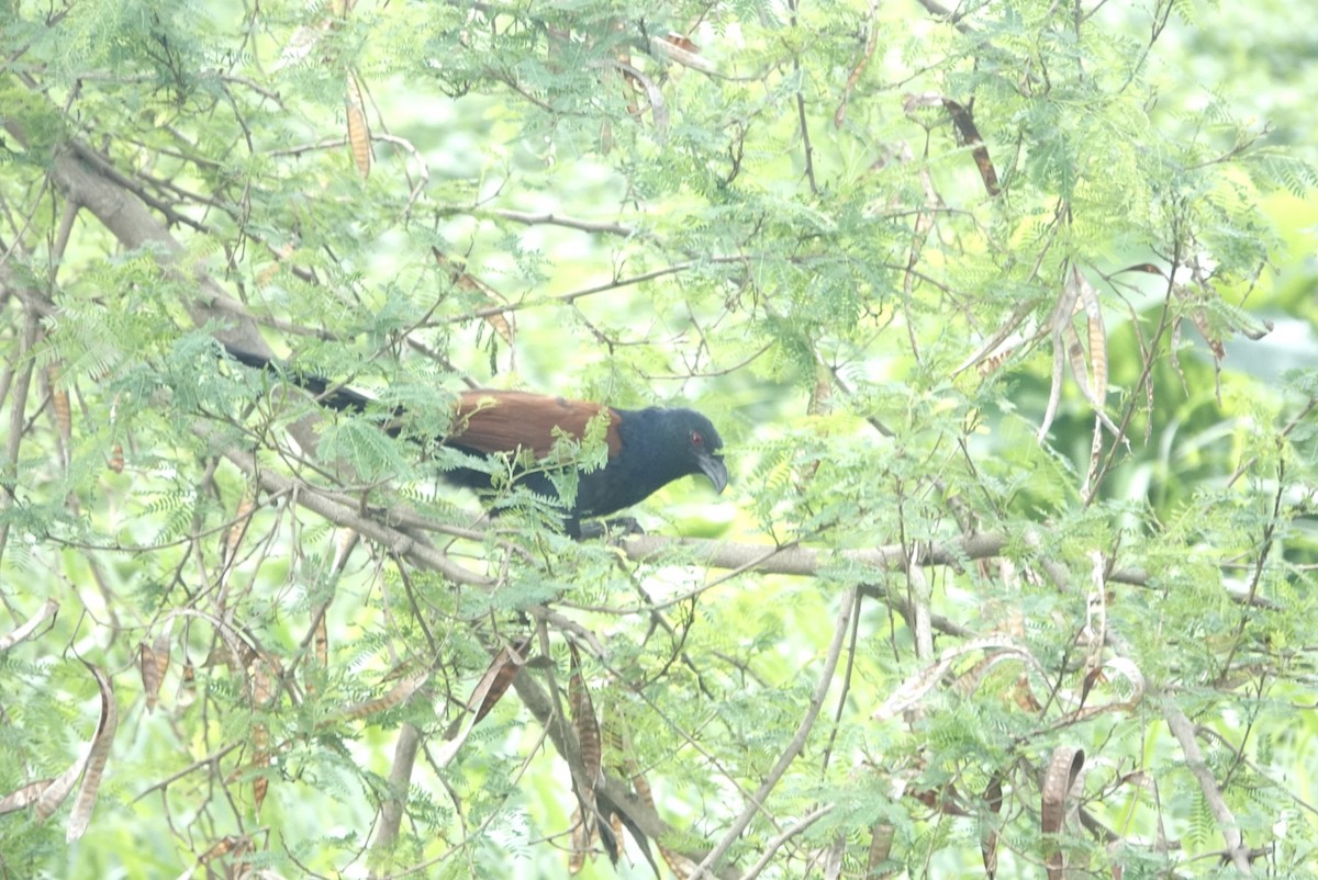 Greater Coucal - ML618014343