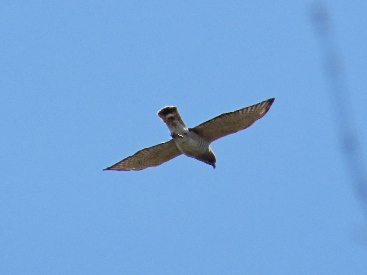 Broad-winged Hawk - ML618014364