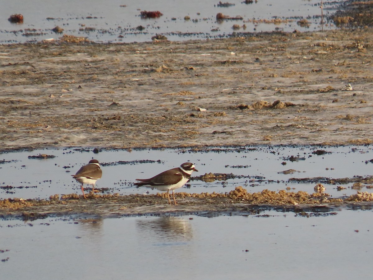 Common Ringed Plover - ML618014365