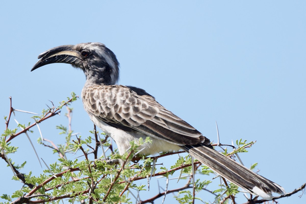 African Gray Hornbill - Steve Bell