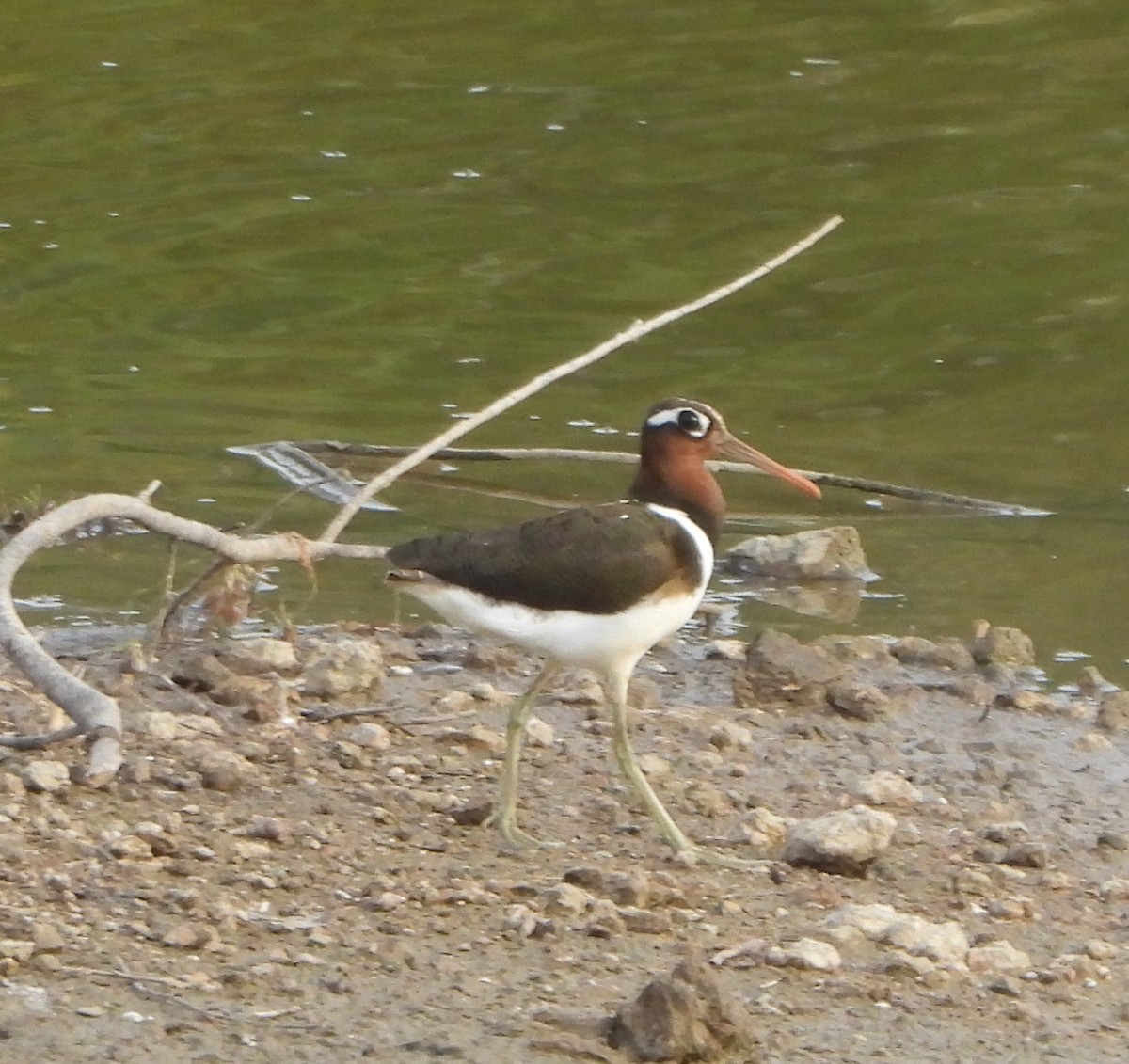 Greater Painted-Snipe - ML618014374