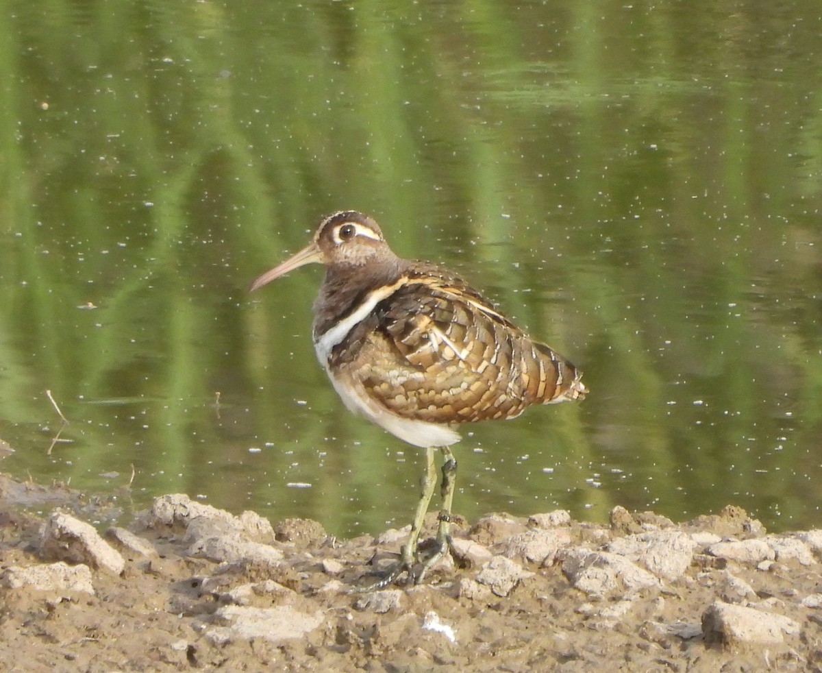 Greater Painted-Snipe - ML618014376