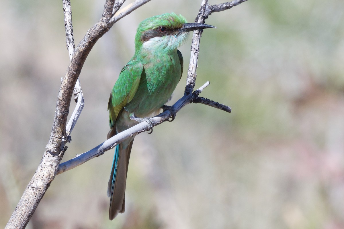 Swallow-tailed Bee-eater - ML618014385