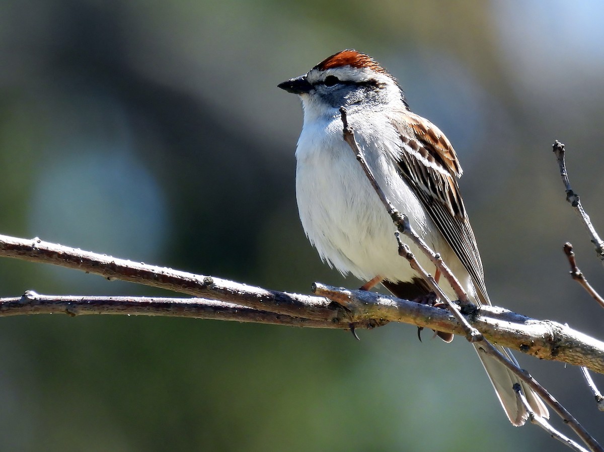 Chipping Sparrow - ML618014398