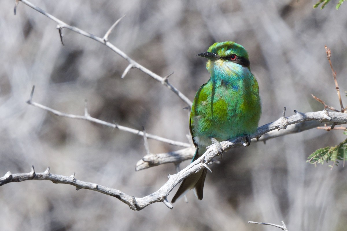 Swallow-tailed Bee-eater - Steve Bell