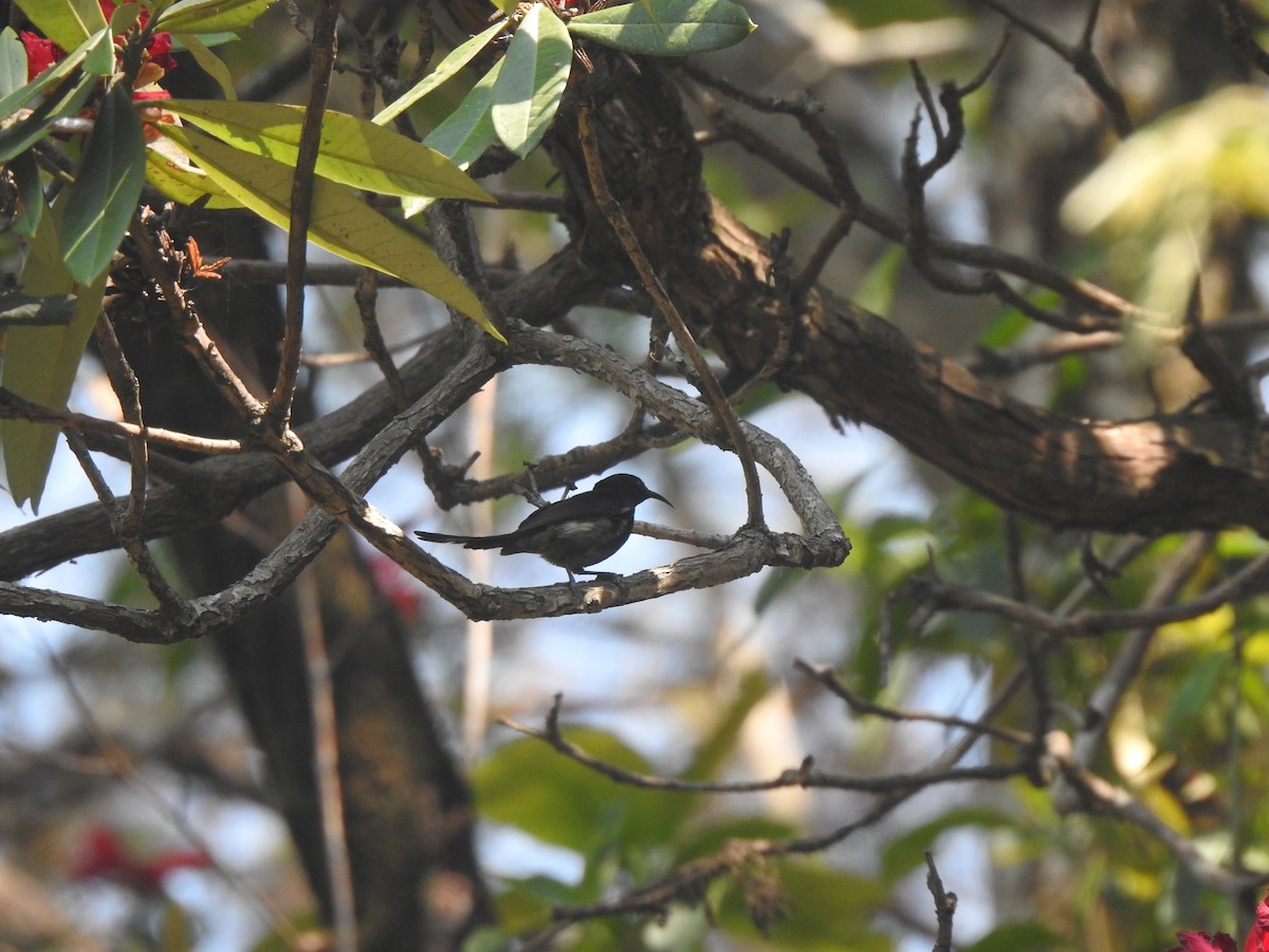 Black-throated Sunbird - ML618014409