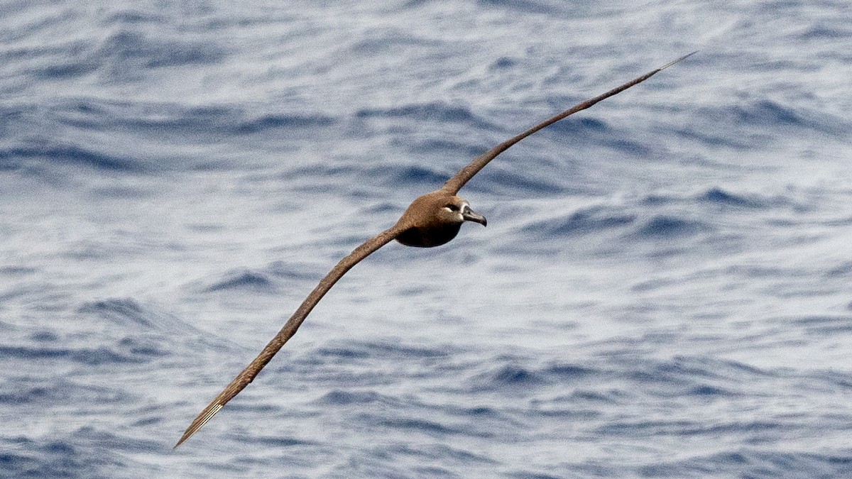 Black-footed Albatross - ML618014416