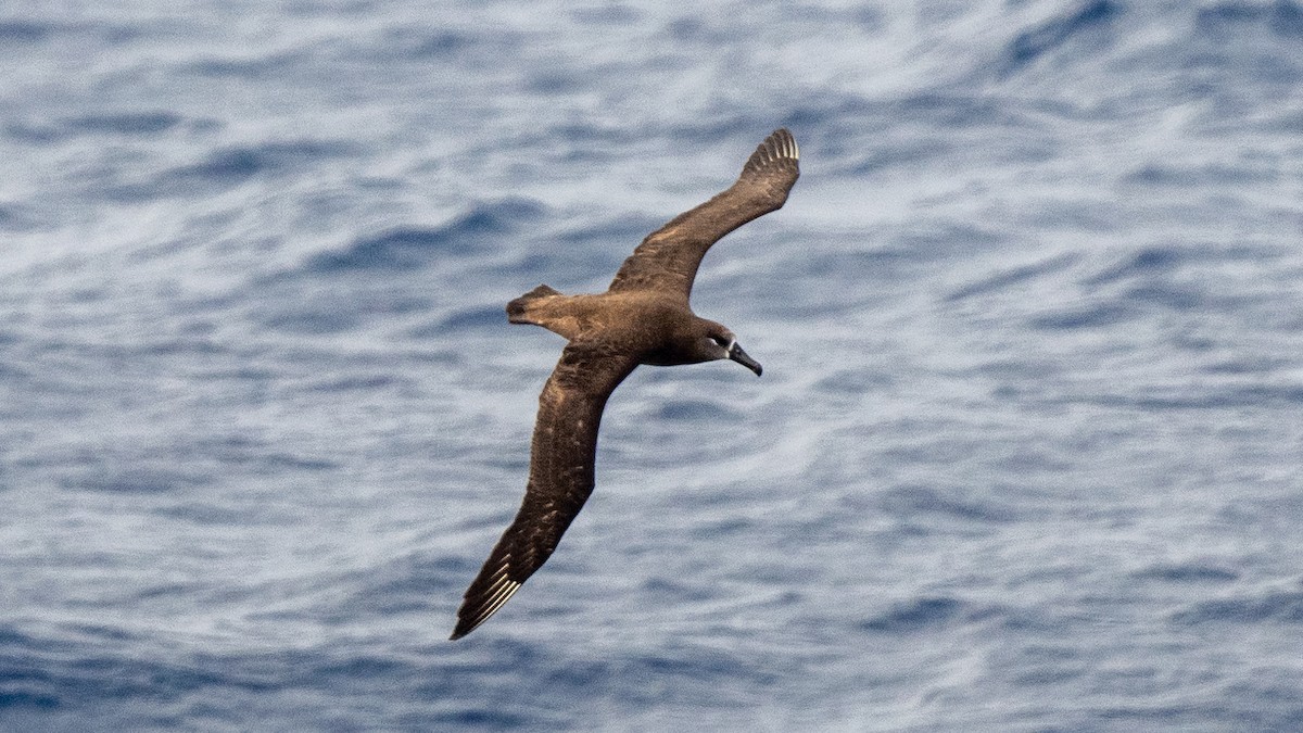 Black-footed Albatross - ML618014417