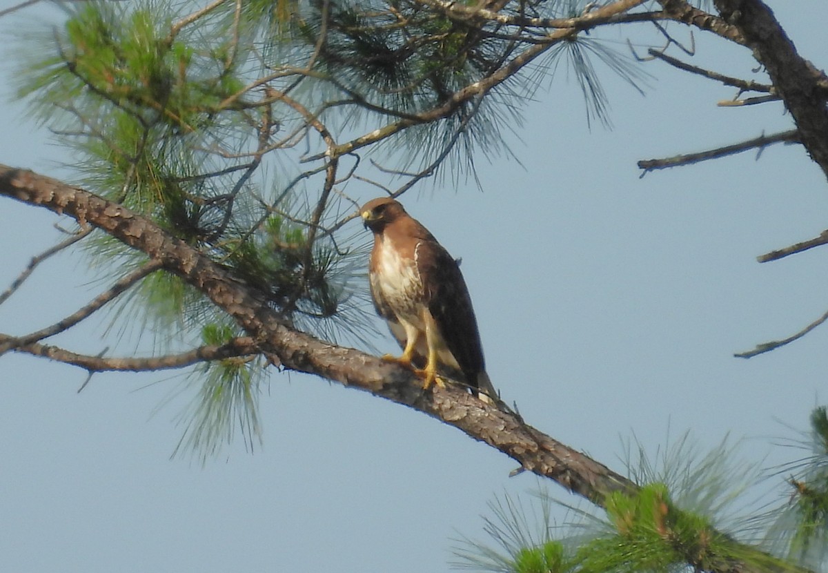 Red-tailed Hawk - ML618014440