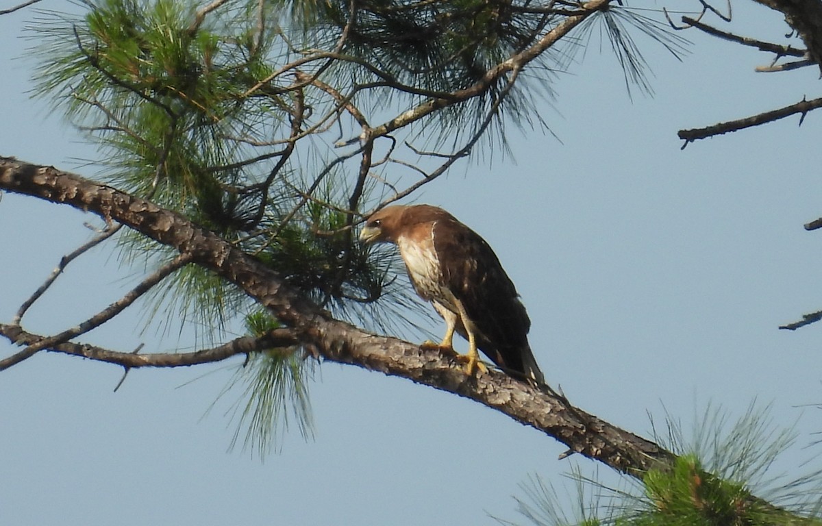 Red-tailed Hawk - ML618014441