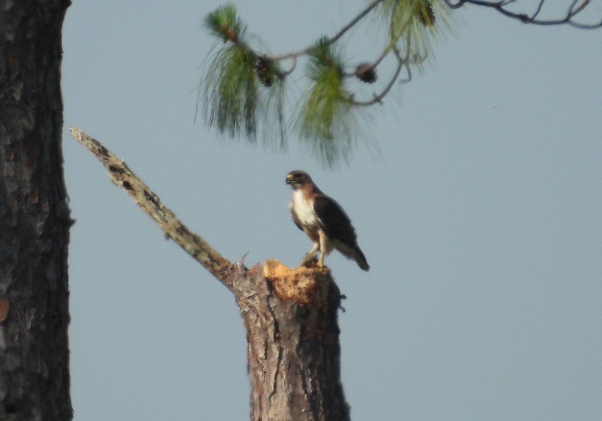 Red-tailed Hawk - ML618014443
