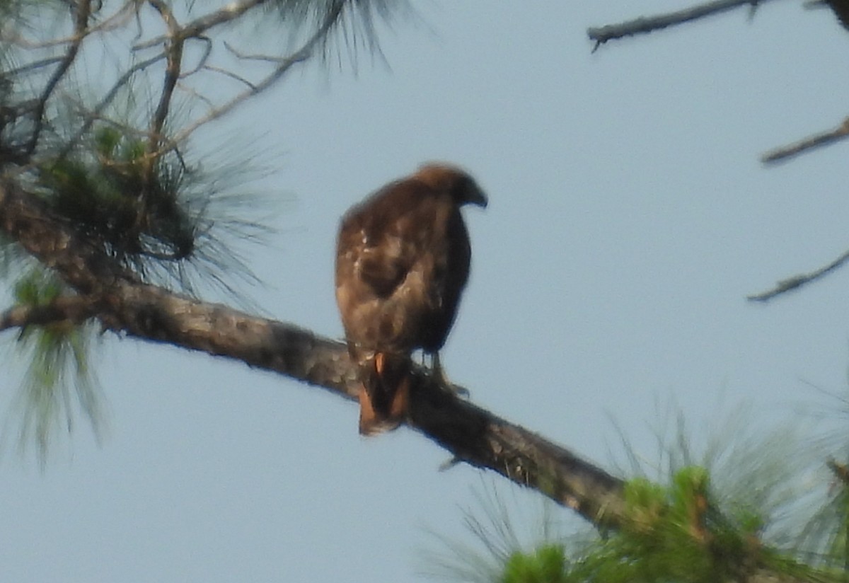 Red-tailed Hawk - ML618014444