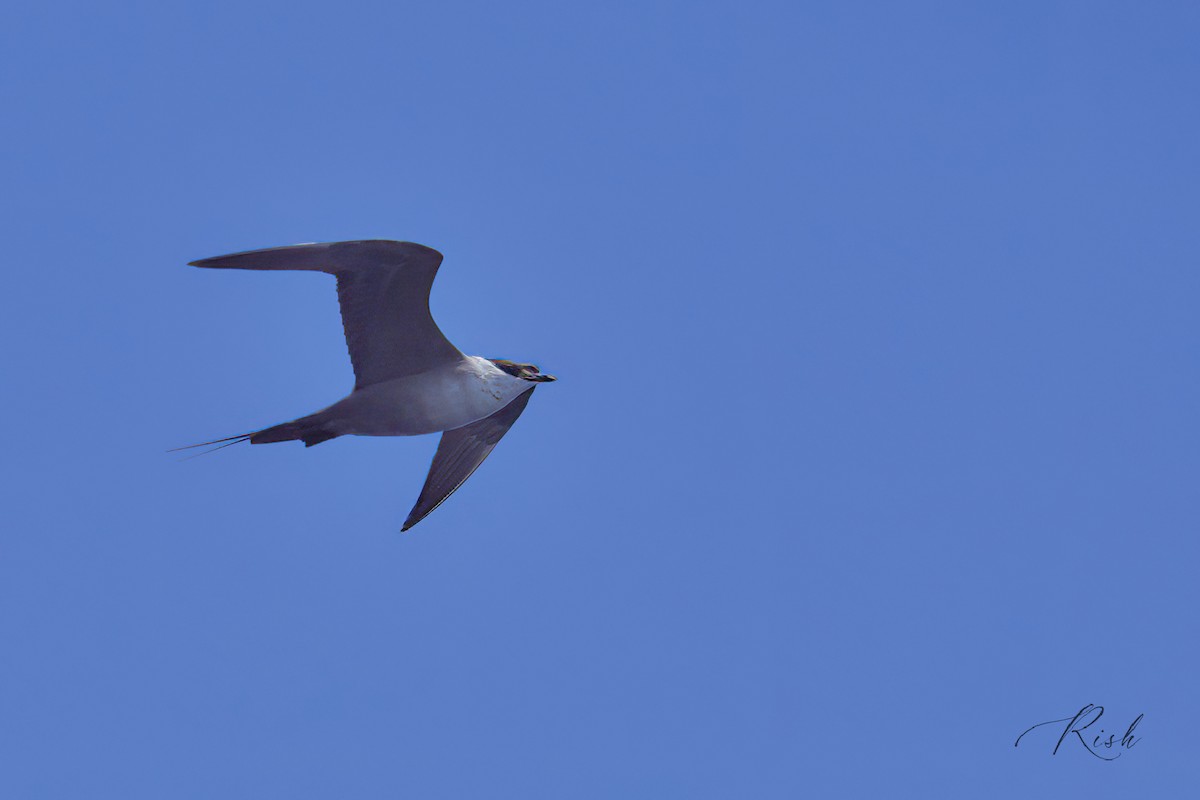 Long-tailed Jaeger - ML618014454