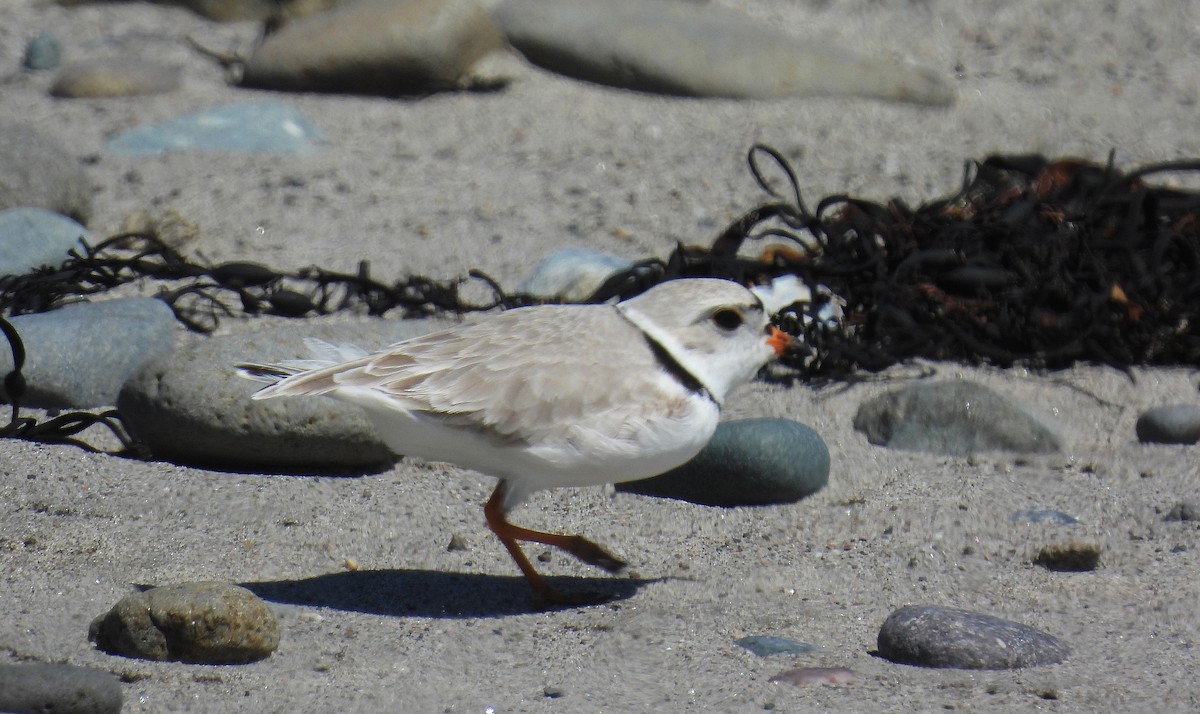 Piping Plover - ML618014463